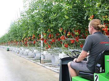 Tomaten, Gurken und Paprika werden in den riesigen Gewächshäusern bei Feulersdorf angebaut. Auf dem Bild ist Matthias Heisser von der Betriebsleitung zu sehen. Fotos: Alexander Hartmann