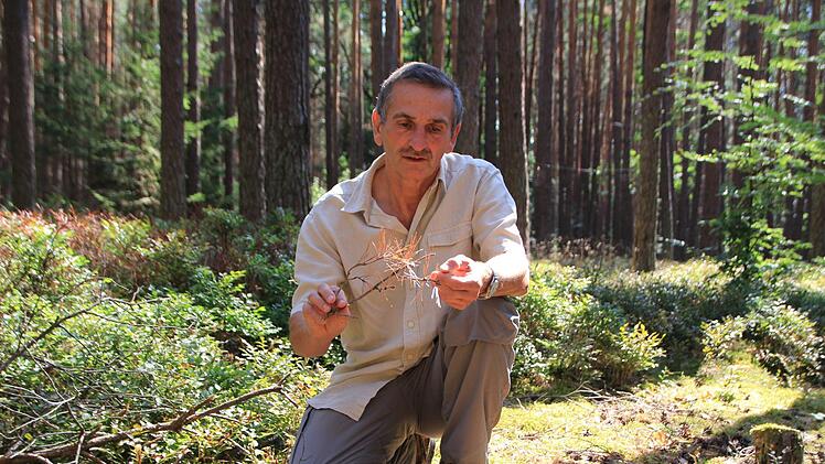 Gerhard Hofmann, Förster im Revier Wachenroth, betrachtet den ausgetrockneten Waldboden mit Sorge. Fotos: Franziska Rieger