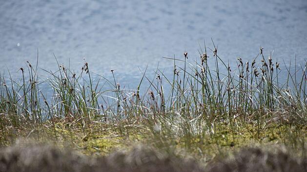 Im Schwarzen Moor, das praktisch unbewaldet ist, waren die Zehntkl&auml;ssler des Franz-Miltenberger-Gymnasiums Bad Br&uuml;ckenau ebenso unterwegs wie im L&ouml;sershag bei Oberbach.Ingo Queck
