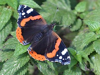 &laquo;Auf jeden Fall geh&ouml;rt das Wort Unkraut gestrichen&raquo;