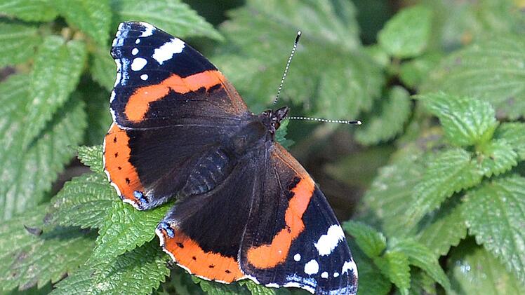 &laquo;Auf jeden Fall geh&ouml;rt das Wort Unkraut gestrichen&raquo;