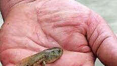 Eine Kaulquappe ist größer...