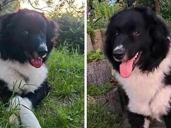 Tierheim Pfaffengrün: Hund Oreo entkommt schlechter Haltung - nach OP in Scheune vernachlässigt