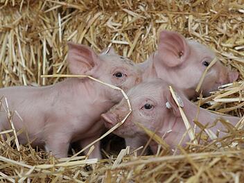 Drei Schweinchen