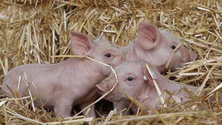Drei Schweinchen