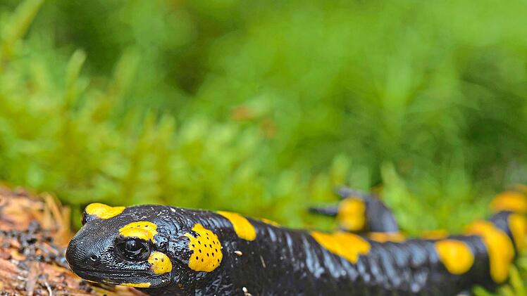 Der Feuersalamander gilt mittlerweile als bedroht.Christoph Bosch/LBV-Archiv