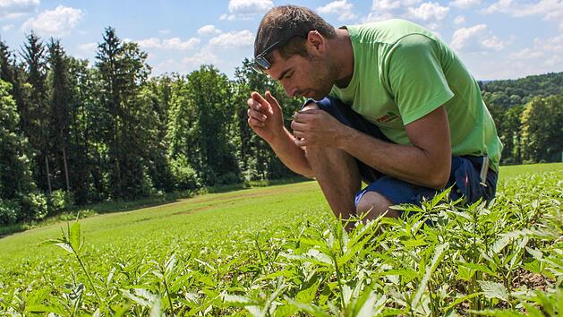 Josef Bayer im Hanffeld in Bernsroth - hier darf voraussichtlich im Juli selbst gepfl&uuml;ckt werden. Foto: Anna-Lena Deuerling