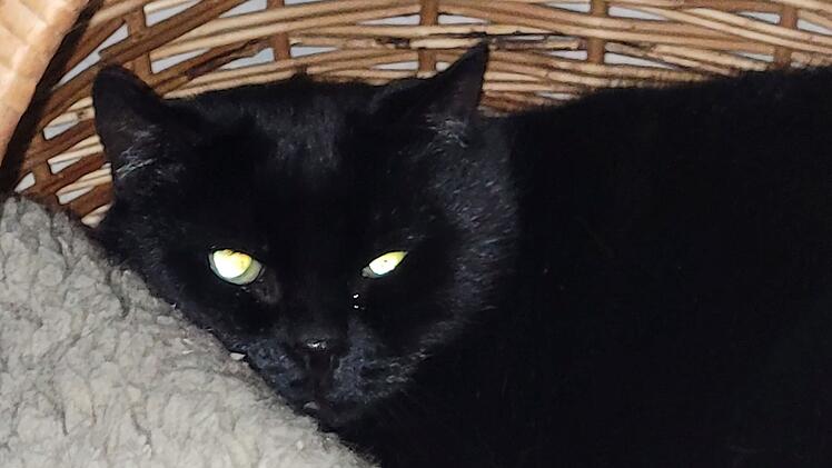 Tierheim Kulmbach mit "Black Friday": Tierschützer stellen besondere Katzen und Hunde vor