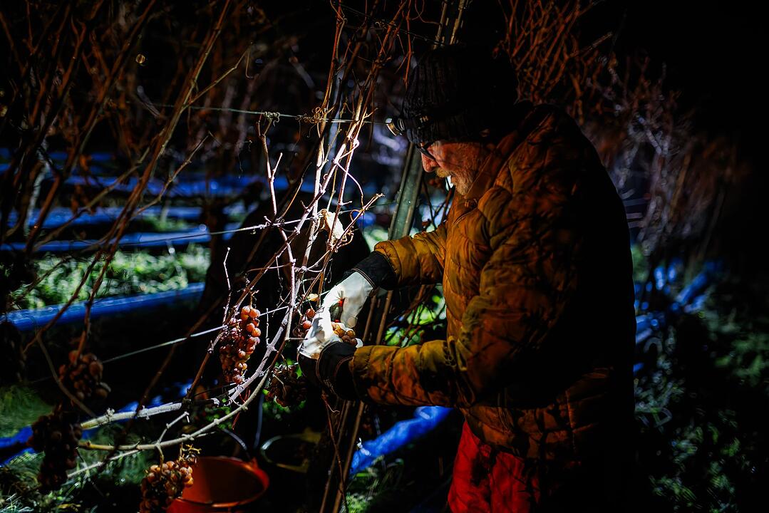 Eisweinlese in Südbaden