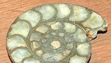 Ein in der Mitte aufgeschnittener Ammonit ist ein wahres Wunder der Natur mit filigranen Kammerungen aus Pyrit und Kristall.