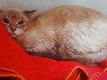 Verängstigt und traumatisiert kamen die zehn Katzen im Tierheim an.