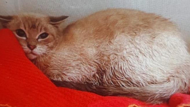 Verängstigt und traumatisiert kamen die zehn Katzen im Tierheim an.