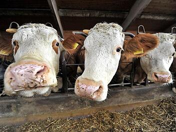 Rund 33 000 vermarktete Tiere und einen Umsatz von knapp 19 Millionen Euro verzeichnet der Rinderzuchtverband. Andreas Gebert/dpaSymbolbild