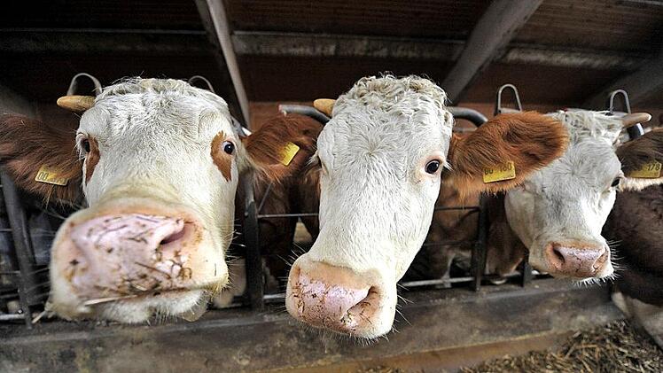 Rund 33 000 vermarktete Tiere und einen Umsatz von knapp 19 Millionen Euro verzeichnet der Rinderzuchtverband. Andreas Gebert/dpaSymbolbild