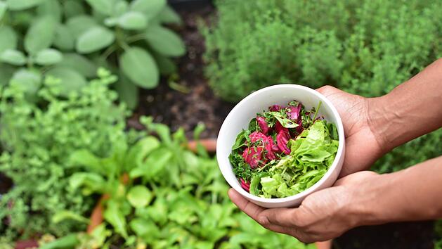 Gem&uuml;seanbau im Herbst