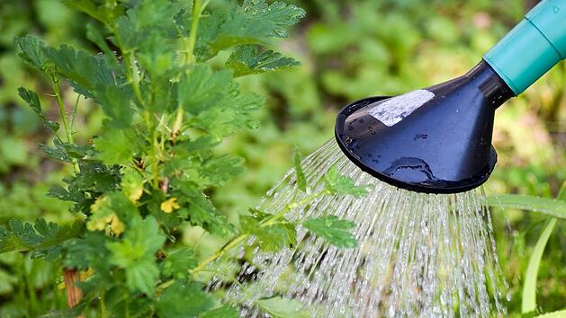 Die Gie&szlig;kanne solltest du in den meisten F&auml;llen mit Regenwasser bef&uuml;llen, das ist geldsparend und gut f&uuml;r die Pflanzen.