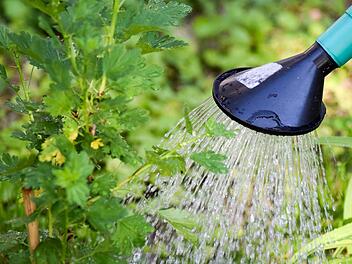 Die Gießkanne solltest du in den meisten Fällen mit Regenwasser befüllen, das ist geldsparend und gut für die Pflanzen.