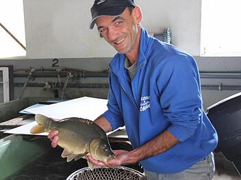 Groß genug, um die Fischzucht Schaaf zu verlassen, ist dieser Karpfen, den Jürgen Schaaf in den Händen hält. Die meisten seiner Großfische verkauft der Züchter als Setzfische. Fotos: Katja Kölbl