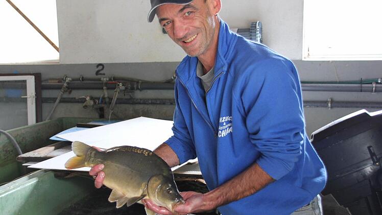 Groß genug, um die Fischzucht Schaaf zu verlassen, ist dieser Karpfen, den Jürgen Schaaf in den Händen hält. Die meisten seiner Großfische verkauft der Züchter als Setzfische. Fotos: Katja Kölbl