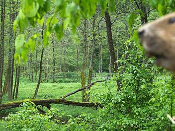 Biber in freier Wildbahn, aber Biber in der Güllegrube? Am Donnerstag werden in Rupboden die Kadaver aus der Güllegrube geborgen. Erst dann können konkrete Aussagen getätigt werden. Symbolfoto: Marion Eckert