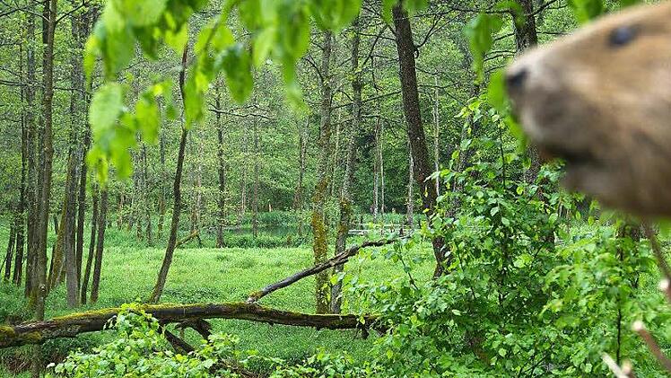 Biber in freier Wildbahn, aber Biber in der Güllegrube? Am Donnerstag werden in Rupboden die Kadaver aus der Güllegrube geborgen. Erst dann können konkrete Aussagen getätigt werden. Symbolfoto: Marion Eckert
