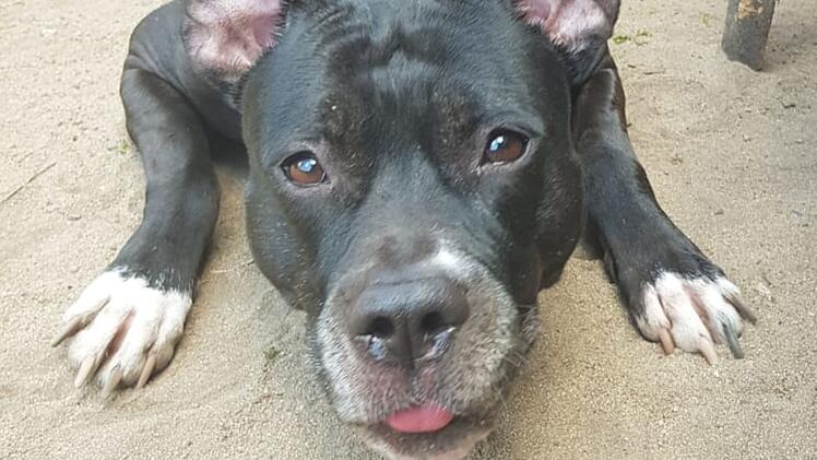 Tierheim N&uuml;rnberg: H&uuml;ndin Mira darf in Bayern nicht vermittelt werden - "pauschal verurteilt"