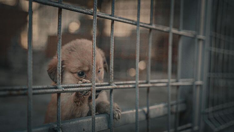 Eingefangenen Stra&szlig;enhunde werden nur 14 Tage lang in den Sammelstellen festgehalten, bevor sie get&ouml;tet werden.