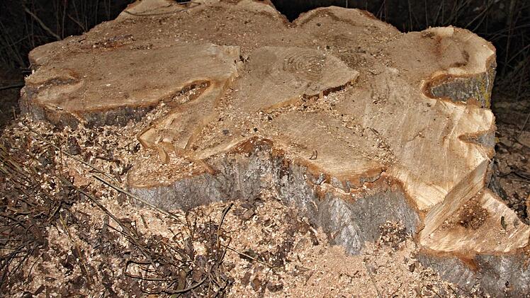 Der Stock der Pappel in Recheldorf ist gesund. Deshalb hätte sie nach Aussage eines Baumsachverständigen nicht gefällt werden müssen. Nach Erhaltungs- und Sicherungsmaßnahmen im Ast- und Kronenbereich hätte sie stehen bleiben können.  Foto: Helmut Will