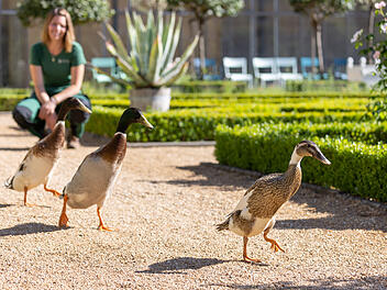 Enten statt Pestizide: Hofgarten Ansbach nutzt quakende Sch&auml;dlingsbek&auml;mpfung
