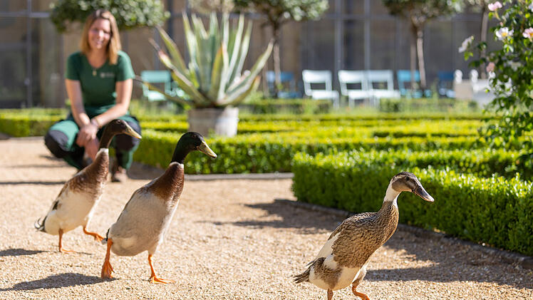 Enten jagen Schnecken im Ansbacher Hofgarten