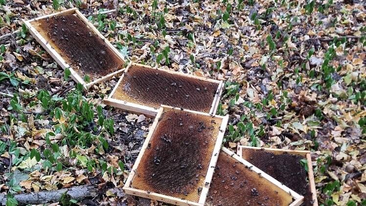 Illegal entsorgte Bienenwaben: Landratsamt Bad Kissingen warnt vor Gefahr