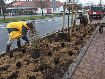 Ganz zum Schluss wurde die neue Oerlenbacher Ortsdurchfahrt begrünt. Unser Foto zeigt den Gartenbaufachberater des Landkreises, Dieter Büttner, und Gärtnermeister Richard Höfling vom Bauhof. Archivfoto: Stefan Geiger