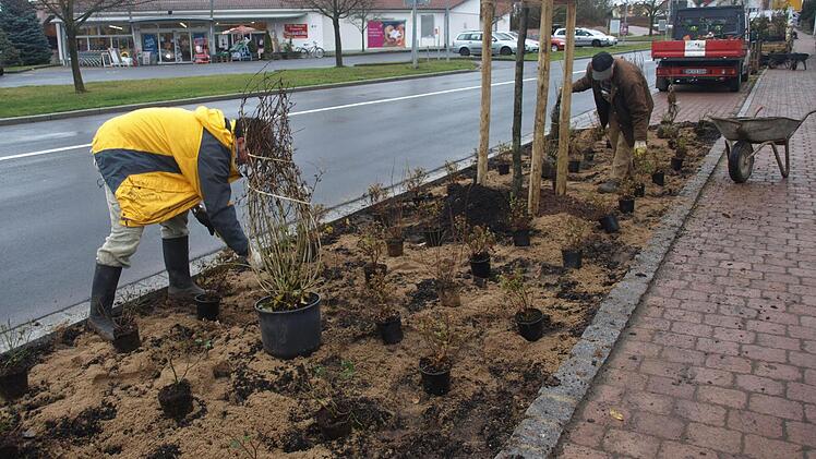 Ganz zum Schluss wurde die neue Oerlenbacher Ortsdurchfahrt begrünt. Unser Foto zeigt den Gartenbaufachberater des Landkreises, Dieter Büttner, und Gärtnermeister Richard Höfling vom Bauhof. Archivfoto: Stefan Geiger