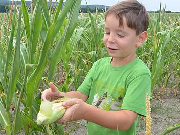 Linus schält einen Maiskolben, an dem zu sehen ist, dass Wasser fehlt, damit der Mais ertragreich fruchten könnte.Rainer Lutz