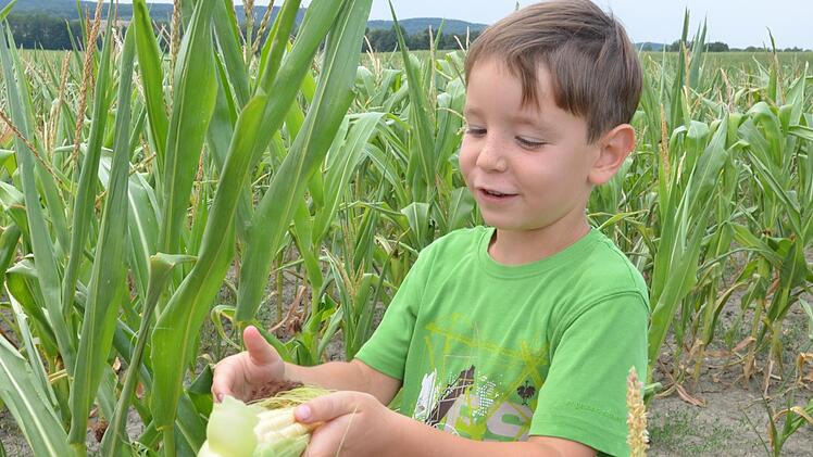 Linus schält einen Maiskolben, an dem zu sehen ist, dass Wasser fehlt, damit der Mais ertragreich fruchten könnte.Rainer Lutz