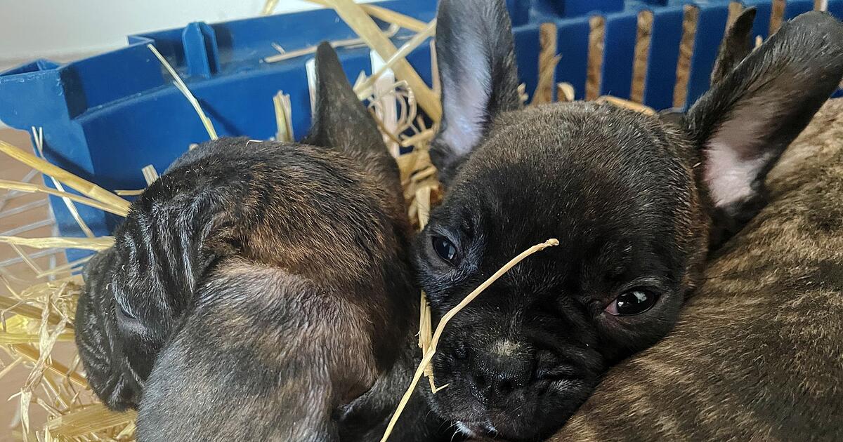 EU-Einigung-Strengere-Regeln-gegen-illegalen-Welpenhandel