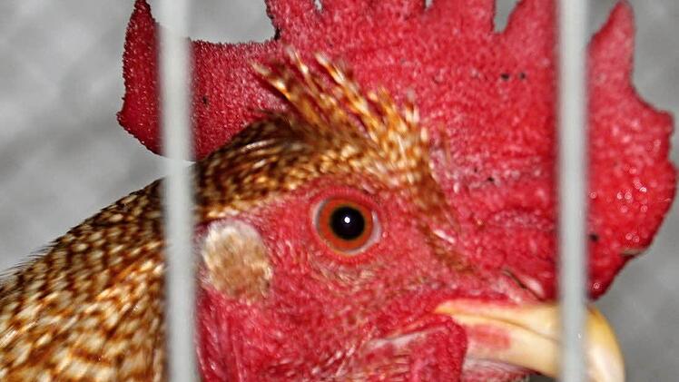 Stolzer Gockel hinter Gittern