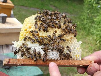 Fingerzeig: Die Bienenkönigin ist sofort erkennbar, wenn man weiß, worin sie sich von den Arbeiterinnen unterscheidet: Sie ist deutlich größer, hat einen wesentlich längeren Hinterleib. Auf unserem Bild sitzt sie auf den hellen Waben, die direkt an die Holzleiste angrenzen.