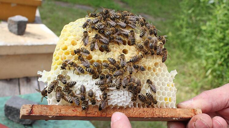 Fingerzeig: Die Bienenkönigin ist sofort erkennbar, wenn man weiß, worin sie sich von den Arbeiterinnen unterscheidet: Sie ist deutlich größer, hat einen wesentlich längeren Hinterleib. Auf unserem Bild sitzt sie auf den hellen Waben, die direkt an die Holzleiste angrenzen.