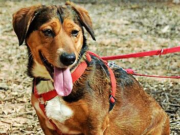 Esmeralda freut sich auf viele Streicheleinheiten. Foto: Tierheim Kronach
