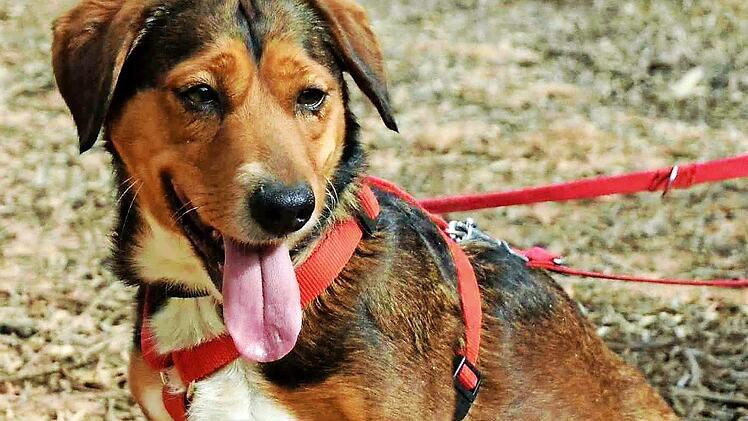 Esmeralda freut sich auf viele Streicheleinheiten. Foto: Tierheim Kronach