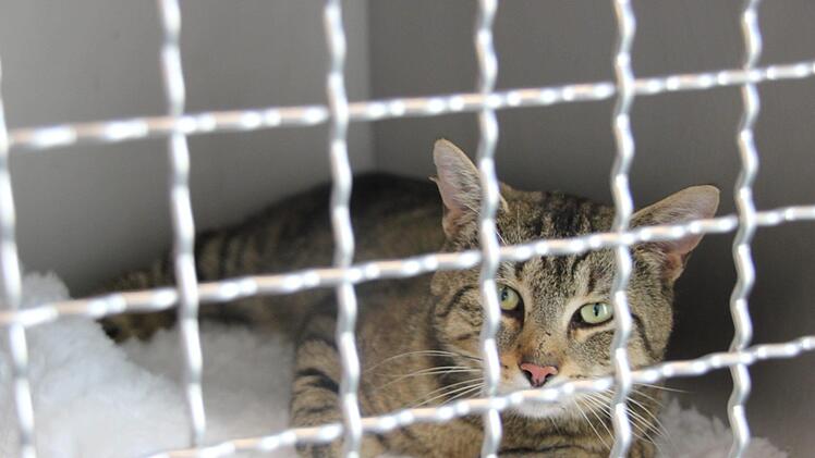 Fundkater aus Ebern