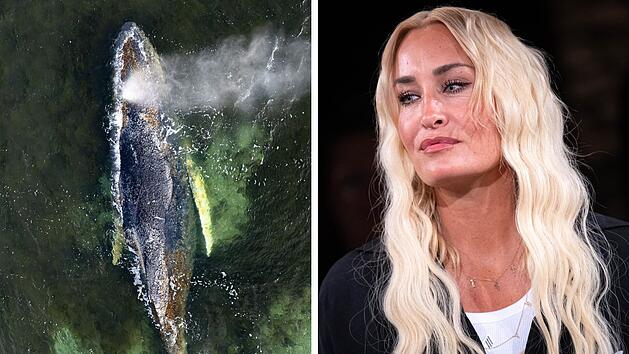 Sarah Connor &auml;u&szlig;ert sich zu Wal Timmy - und erntet massive Kritik