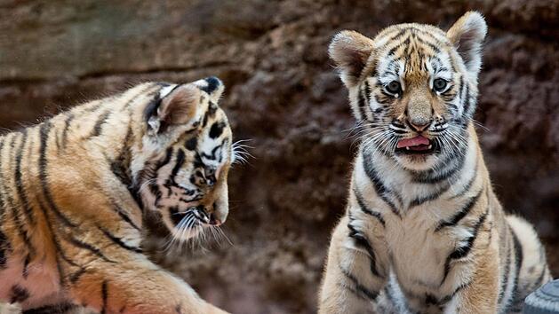 Baumwipfelpfad, erweiterte Gehege und 26 weitere Vollzeitstellen: So will der Tiergarten N&uuml;rnberg seinen Kritikern begegnen. Foto: Daniel Karmann/dpa