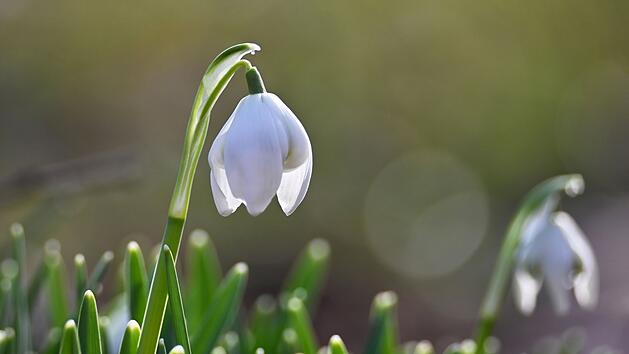 Schneeglöckchen pflücken kann teuer werden - hohes Bußgeld möglich