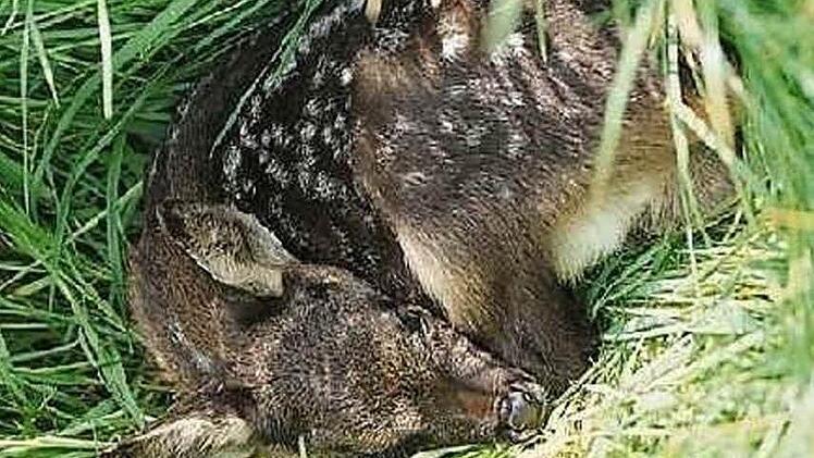 Ganz verborgen kauert ein Kitz in der Wiese. Foto: Ralf Ruppert