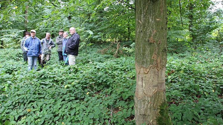 Der Rinde dieses Baumes wurde bewusst geschält, damit der abstirbt.