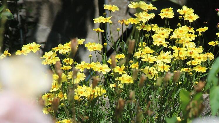 Impressionen aus der Kleingartenanlage Katzbachtal. Foto: Jürgen Gärtner
