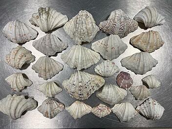 Zoll entdeckt geschützte Riesenmuscheln in Reisegepäck