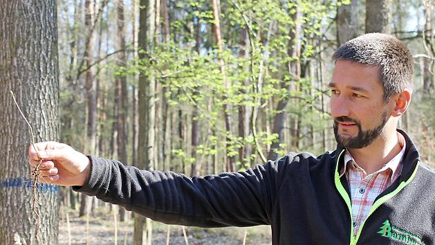 Patrick Hammerschmidt, Gesch&auml;ftsf&uuml;hrer der Waldbesitzervereinigung (WBV) Bamberg, sieht die Pflanzarbeit im Rahmen des F&ouml;rderprogramms best&auml;tigt, die Pflanze ist vital &ndash; die Wurzel l&auml;nger als der Spross.